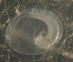 Meteorus larva in egg
